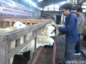 Pemuda Lumajang Ini Raup Ratusan Juta Rupiah dari Budidaya Domba Kurban