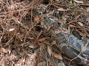 Heboh Kucing Hutan Cabut Kepala Ular Piton Raksasa