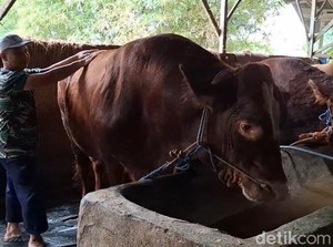 Sapi Limosin 1,2 Ton Milik Nurdin Dipilih Jadi Hewan Kurban Prabowo