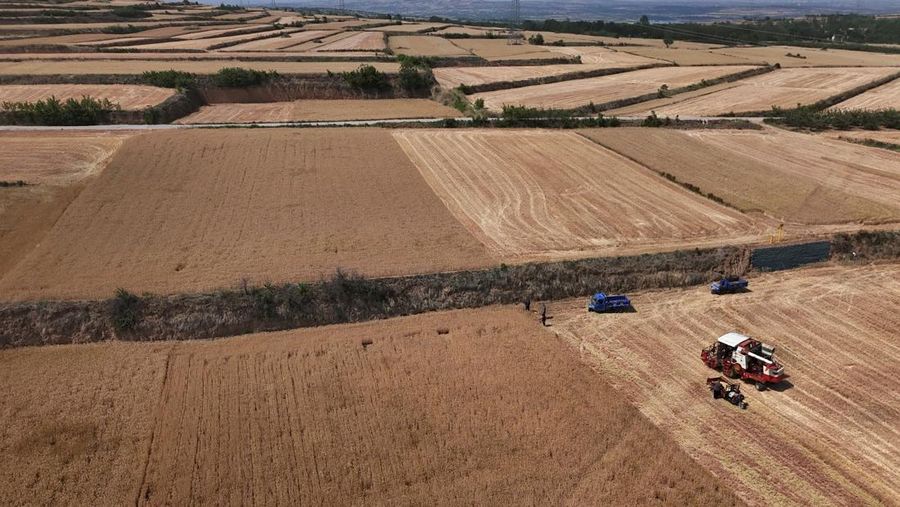 A drone view shows a combine harvester working on a hilly wheat field at the drought-hit Yongshou county in Xianyang, Shaanxi province, China May 29, 2025. REUTERS/Florence Lo