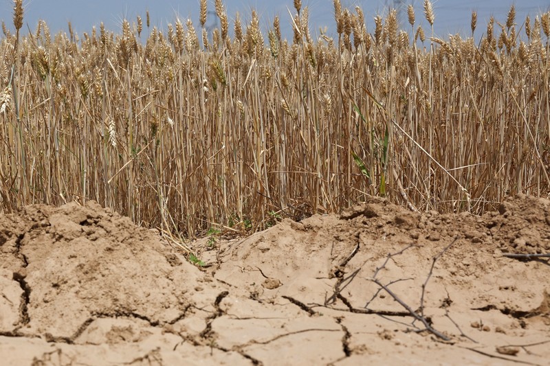 ASIA-WEATHER/CHINA-WHEAT A drone view shows a combine harvester working on a hilly wheat field at the drought-hit Yongshou county in Xianyang, Shaanxi province, China May 29, 2025. REUTERS/Florence Lo