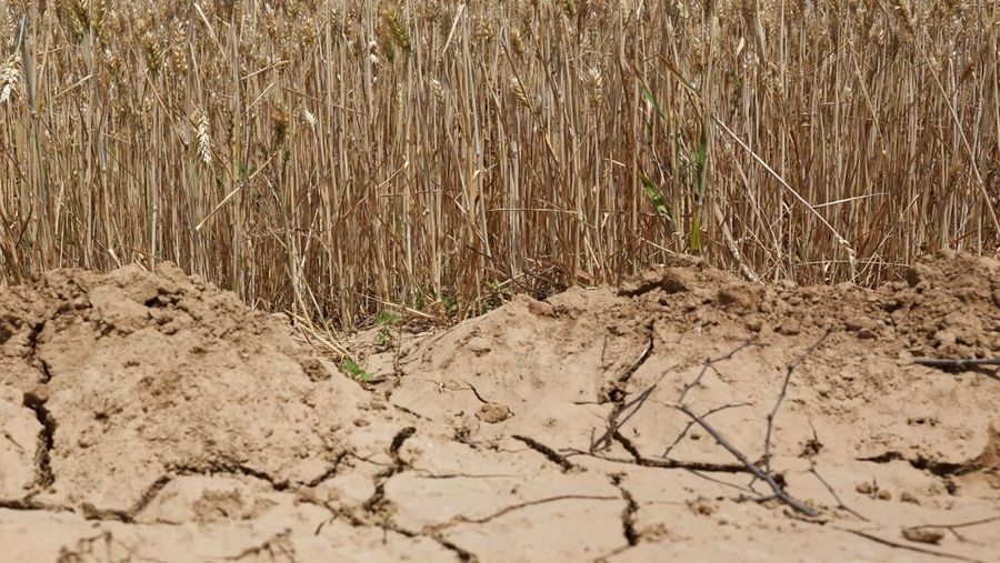 ASIA-WEATHER/CHINA-WHEAT A drone view shows a combine harvester working on a hilly wheat field at the drought-hit Yongshou county in Xianyang, Shaanxi province, China May 29, 2025. REUTERS/Florence Lo