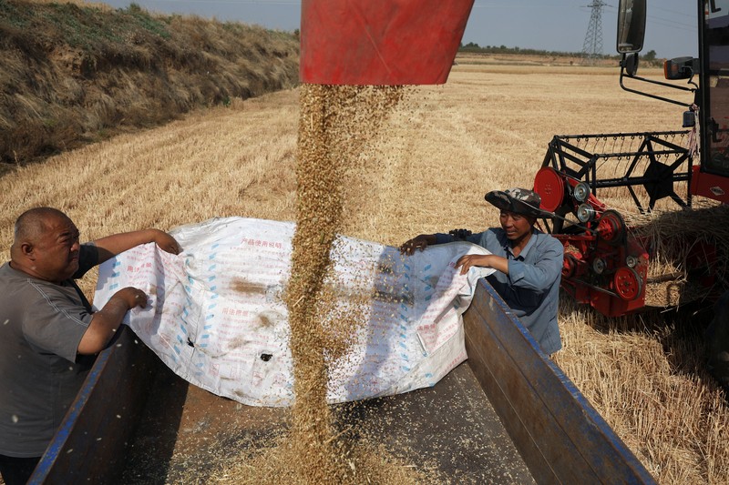 A drone view shows a combine harvester working on a hilly wheat field at the drought-hit Yongshou county in Xianyang, Shaanxi province, China May 29, 2025. REUTERS/Florence Lo