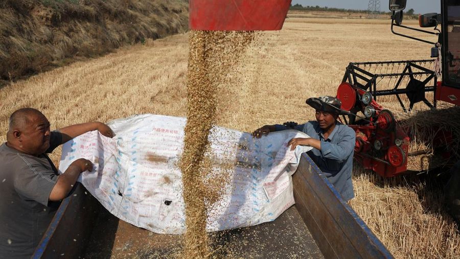 A drone view shows a combine harvester working on a hilly wheat field at the drought-hit Yongshou county in Xianyang, Shaanxi province, China May 29, 2025. REUTERS/Florence Lo