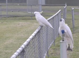 Burung Kakatua Curi Perhatian, Pandai Buka Tempat Sampah, Nyalakan Keran Air