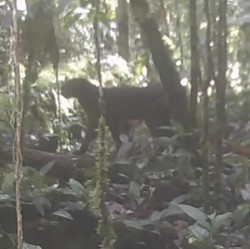 Heboh Kucing Merah Kalimantan Muncul Lagi Setelah Hilang 20 Tahun