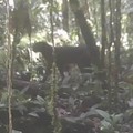 Heboh Kucing Merah Kalimantan Muncul Lagi Setelah Hilang 20 Tahun