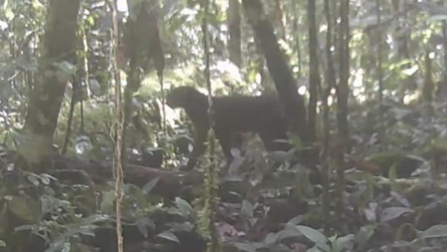 Penampakan kucing merah Kalimantan di Taman Nasional Kayan Mentarang. (Dok. Taman Nasional Kayan Mentarang)