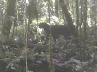 Heboh Kucing Merah Kalimantan Muncul Lagi Setelah Hilang 20 Tahun