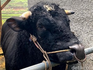 Gaharnya Gatot Kaca, Sapi Belgian Blue Berbobot 1,1 Ton
