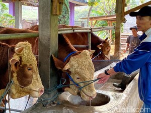 3 Sapi Jumbo Milik Peternak Bandung Jadi Hewan Kurban Presiden Prabowo