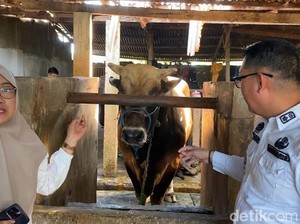Presiden Prabowo Sumbang Sapi Kurban Berat 888 Kg di Parepare
