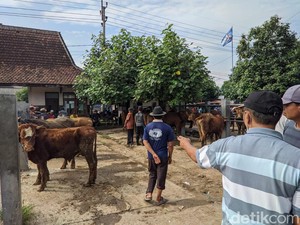 Harga Sapi Kurban di Pasar Jetis Ponorogo Turun H-2 Idul Adha