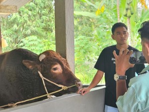 Presiden Prabowo Kurban Sapi Limosin Bobot 1 Ton di Bone Saat Idul Adha