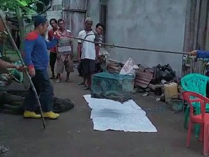 Ular Kobra 4 Meter Masuk Halaman Rumah, Warga OKI Panggil Damkar