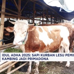 Video: Sapi Kurban Lesu Peminat, Kambing Jadi Primadona