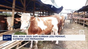 Video: Sapi Kurban Lesu Peminat, Kambing Jadi Primadona