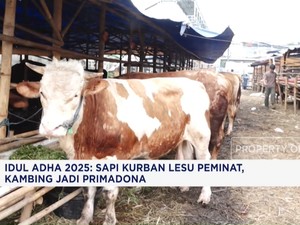 Video: Sapi Kurban Lesu Peminat, Kambing Jadi Primadona