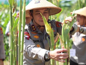 Dukung Swasembada Pangan 2025, Kapolda Bali Panen Jagung Serentak