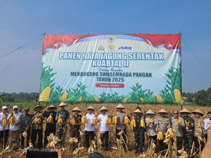 Kapolda-Gubernur Banten Panen Raya Jagung, Harap Tingkatkan Ketahanan Pangan