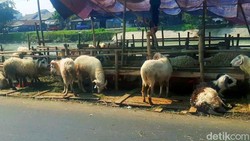 Pilu Pedagang Hewan Kurban di Karawang, Kejar Untung Malah Buntung