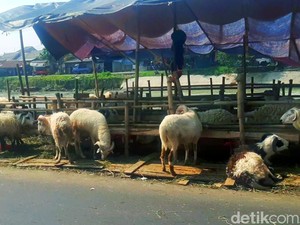 Pilu Pedagang Hewan Kurban di Karawang, Kejar Untung Malah Buntung