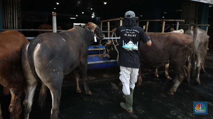Menjelang Hari Raya Iduladha 1446 hijriah/2025, penjual hewan kurban meningkat di Kota Depok, Jawa Barat. (CNBC Indonesia/Tri Susilo)