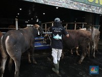 Menjelang Hari Raya Iduladha 1446 hijriah/2025, penjual hewan kurban meningkat di Kota Depok, Jawa Barat. (CNBC Indonesia/Tri Susilo)