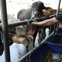 Deretan Tradisi Idul Adha di Berbagai Negara, Ada Cuti Panjang