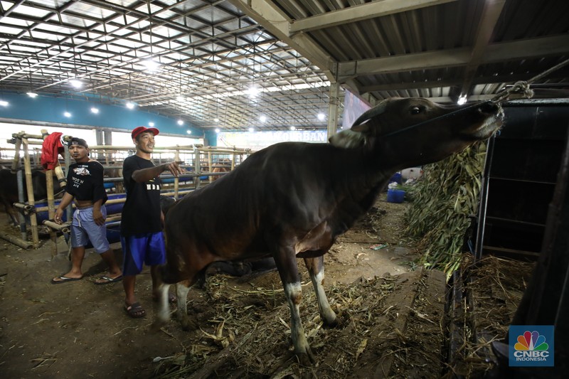 Menjelang Hari Raya Iduladha 1446 hijriah/2025, penjual hewan kurban ramai di Kota Depok, Jawa Barat. (CNBC Indonesia/Tri Susilo) Menjelang Hari Raya Iduladha 1446 hijriah/2025, penjual hewan kurban ramai di Kota Depok, Jawa Barat. (CNBC Indonesia/Tri Susilo)