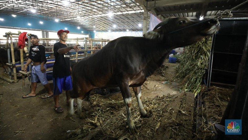 Menjelang Hari Raya Iduladha 1446 hijriah/2025, penjual hewan kurban ramai di Kota Depok, Jawa Barat. (CNBC Indonesia/Tri Susilo)