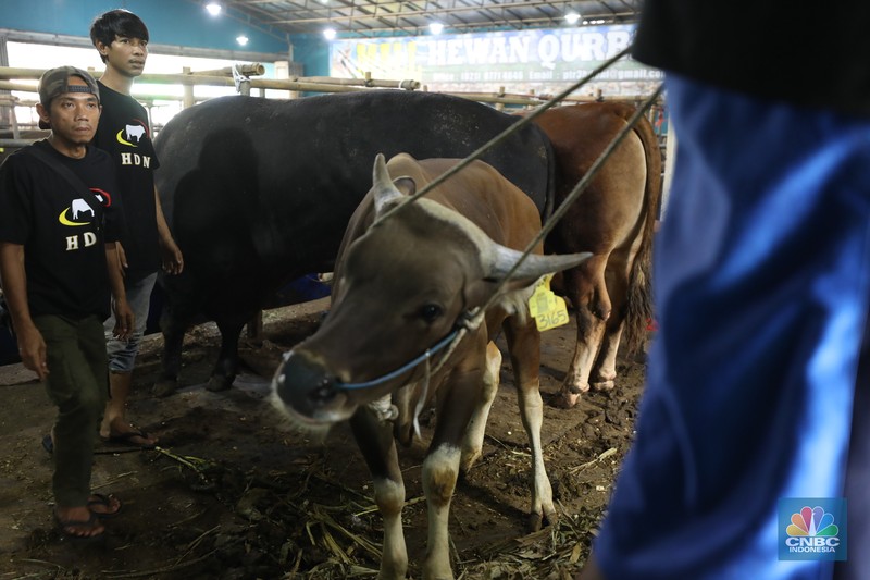 Menjelang Hari Raya Iduladha 1446 hijriah/2025, penjual hewan kurban ramai di Kota Depok, Jawa Barat. (CNBC Indonesia/Tri Susilo) Menjelang Hari Raya Iduladha 1446 hijriah/2025, penjual hewan kurban ramai di Kota Depok, Jawa Barat. (CNBC Indonesia/Tri Susilo)