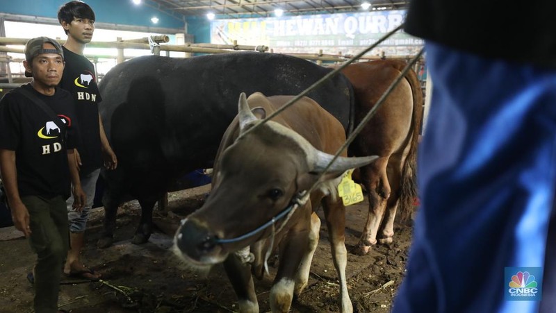Menjelang Hari Raya Iduladha 1446 hijriah/2025, penjual hewan kurban ramai di Kota Depok, Jawa Barat. (CNBC Indonesia/Tri Susilo)