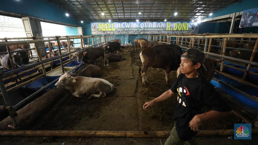 Menjelang Hari Raya Iduladha 1446 hijriah/2025, penjual hewan kurban ramai di Kota Depok, Jawa Barat. (CNBC Indonesia/Tri Susilo) Menjelang Hari Raya Iduladha 1446 hijriah/2025, penjual hewan kurban ramai di Kota Depok, Jawa Barat. (CNBC Indonesia/Tri Susilo)