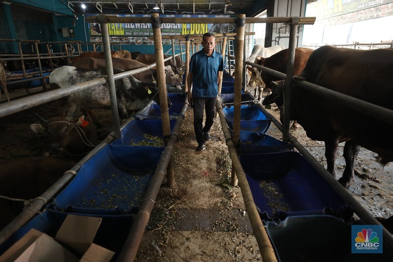 Menjelang Hari Raya Iduladha 1446 hijriah/2025, penjual hewan kurban ramai di Kota Depok, Jawa Barat. (CNBC Indonesia/Tri Susilo)