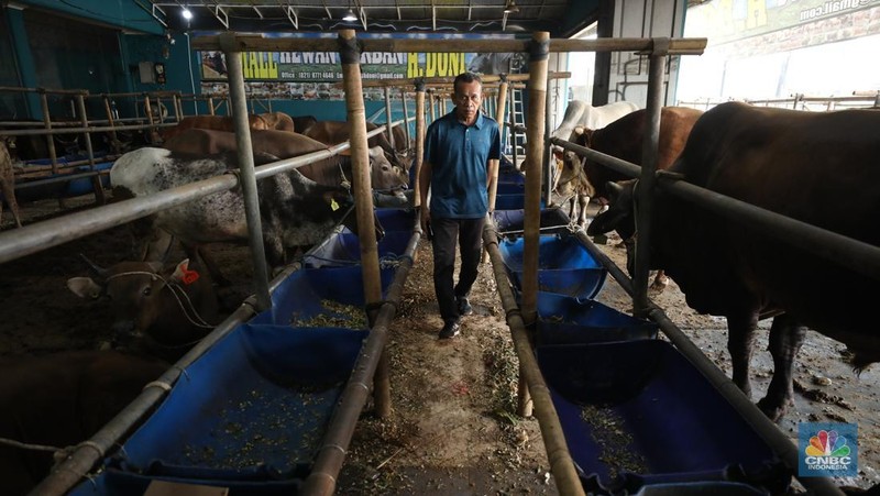 Menjelang Hari Raya Iduladha 1446 hijriah/2025, penjual hewan kurban ramai di Kota Depok, Jawa Barat. (CNBC Indonesia/Tri Susilo)