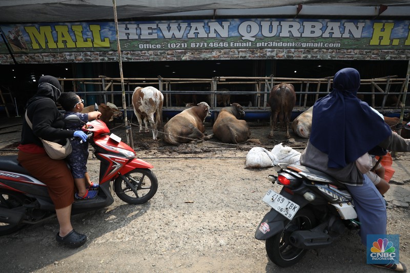 Menjelang Hari Raya Iduladha 1446 hijriah/2025, penjual hewan kurban ramai di Kota Depok, Jawa Barat. (CNBC Indonesia/Tri Susilo) Menjelang Hari Raya Iduladha 1446 hijriah/2025, penjual hewan kurban ramai di Kota Depok, Jawa Barat. (CNBC Indonesia/Tri Susilo)