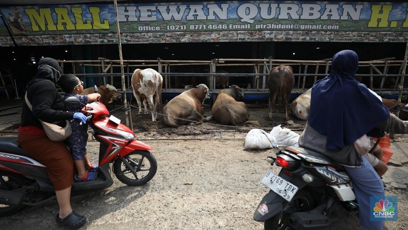 Menjelang Hari Raya Iduladha 1446 hijriah/2025, penjual hewan kurban ramai di Kota Depok, Jawa Barat. (CNBC Indonesia/Tri Susilo)