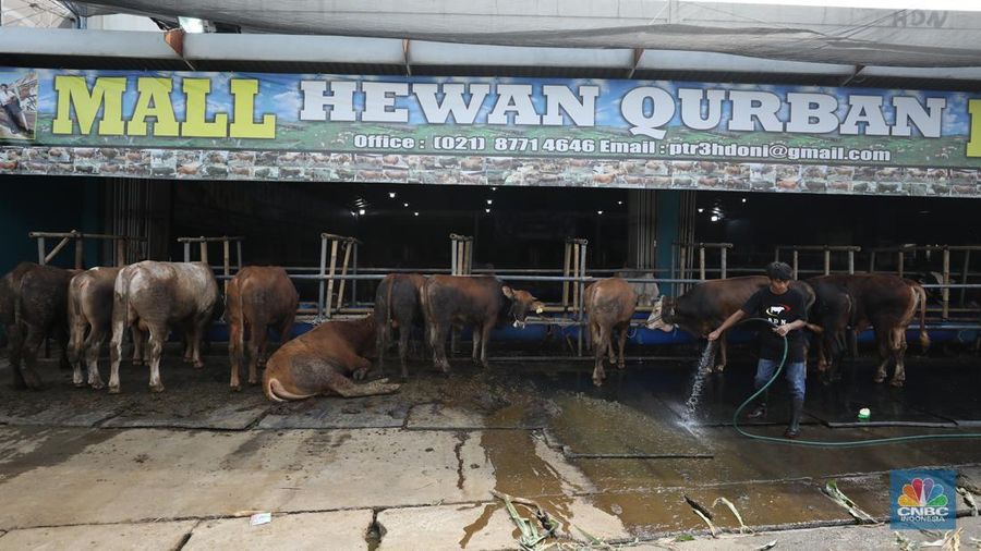 Menjelang Hari Raya Iduladha 1446 hijriah/2025, penjual hewan kurban ramai di Kota Depok, Jawa Barat. (CNBC Indonesia/Tri Susilo) Menjelang Hari Raya Iduladha 1446 hijriah/2025, penjual hewan kurban ramai di Kota Depok, Jawa Barat. (CNBC Indonesia/Tri Susilo)