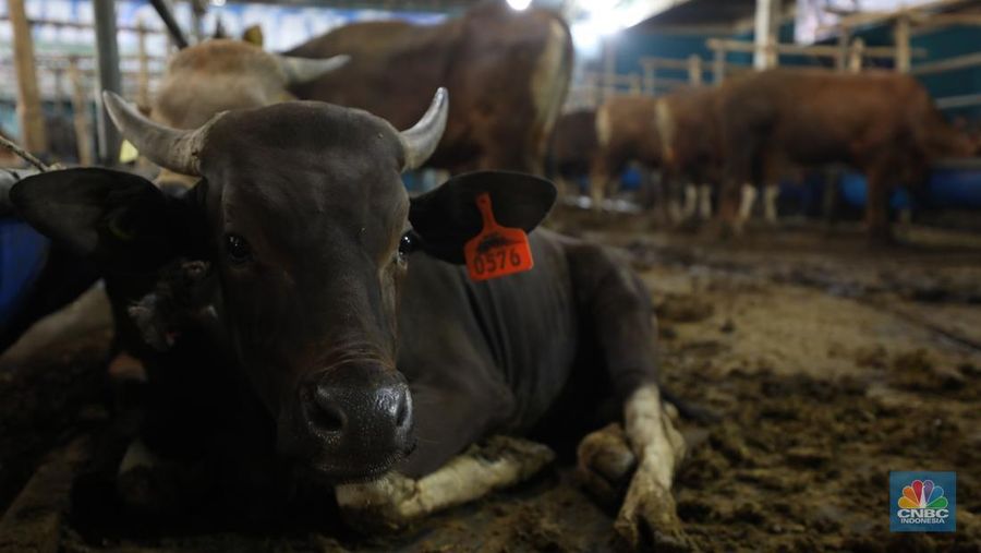 Menjelang Hari Raya Iduladha 1446 hijriah/2025, penjual hewan kurban ramai di Kota Depok, Jawa Barat. (CNBC Indonesia/Tri Susilo) Menjelang Hari Raya Iduladha 1446 hijriah/2025, penjual hewan kurban ramai di Kota Depok, Jawa Barat. (CNBC Indonesia/Tri Susilo)
