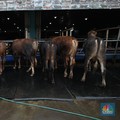 Menjelang Hari Raya Iduladha 1446 hijriah/2025, penjual hewan kurban ramai di Kota Depok, Jawa Barat. (CNBC Indonesia/Tri Susilo)
