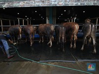 Menjelang Hari Raya Iduladha 1446 hijriah/2025, penjual hewan kurban ramai di Kota Depok, Jawa Barat. (CNBC Indonesia/Tri Susilo)