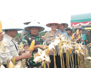 Semarak Penen Raya Jagung di Kuansing hingga Siak Jaga Stabilitas Pangan