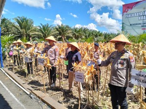 Panen Raya Jagung di Kalteng, Kapolda Optimistis Produksi Naik di Kuartal II