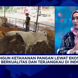 Video: Pasokan Terbatas, Permintaan Sapi Hidup Kian Meningkat
