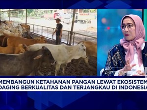Video: Pasokan Terbatas, Permintaan Sapi Hidup Kian Meningkat
