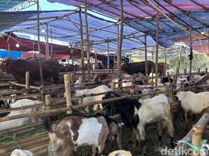 Masjid Sunda Kelapa dan Masjid Al Azhar Jakarta Sembelih Hewan Kurban Besok