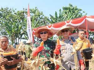 Dukung Swasembada Pangan, Polres Bojonegoro dan Petani Panen Jagung