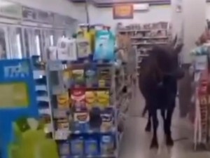 Video: Heboh Sapi Kurban di Palembang Kabur dan Masuk ke Minimarket