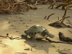 Usaha Menyelamatkan Tuntong Laut, Spesies Langka yang Terancam Punah
